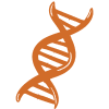 Orange DNA double helix icon on a white background, illustrating genetic structure.
